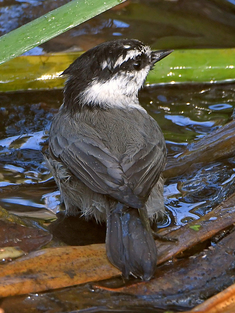 Chickadee8.jpg