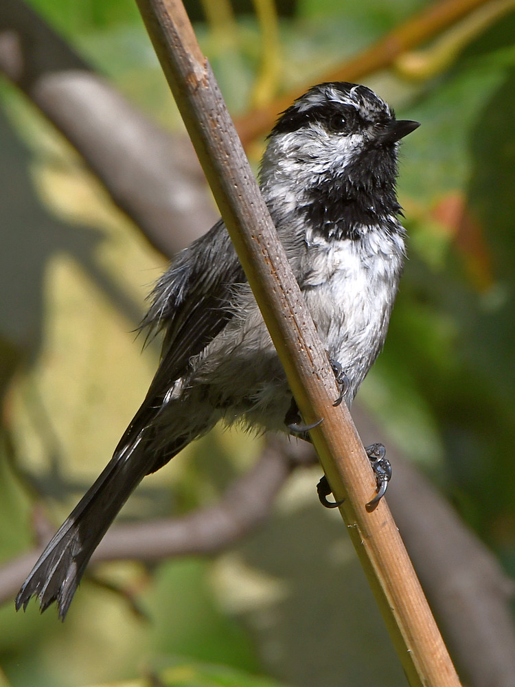 Chickadee9.jpg