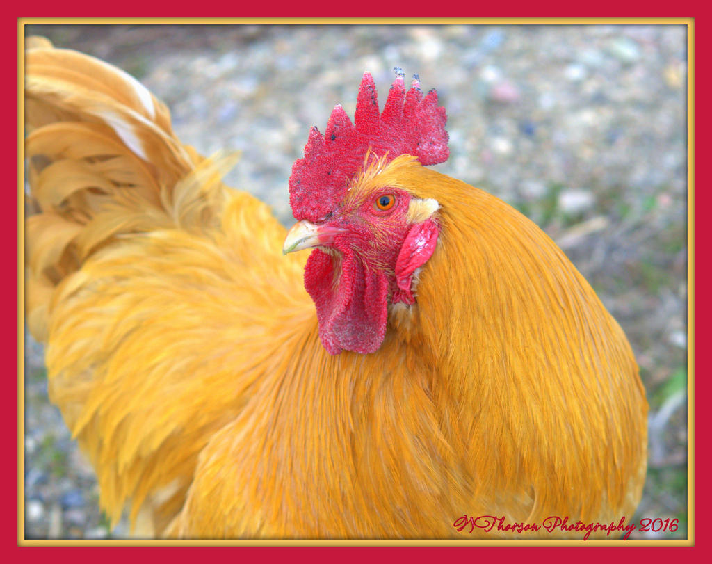 Chicken 3-2-2016.jpg