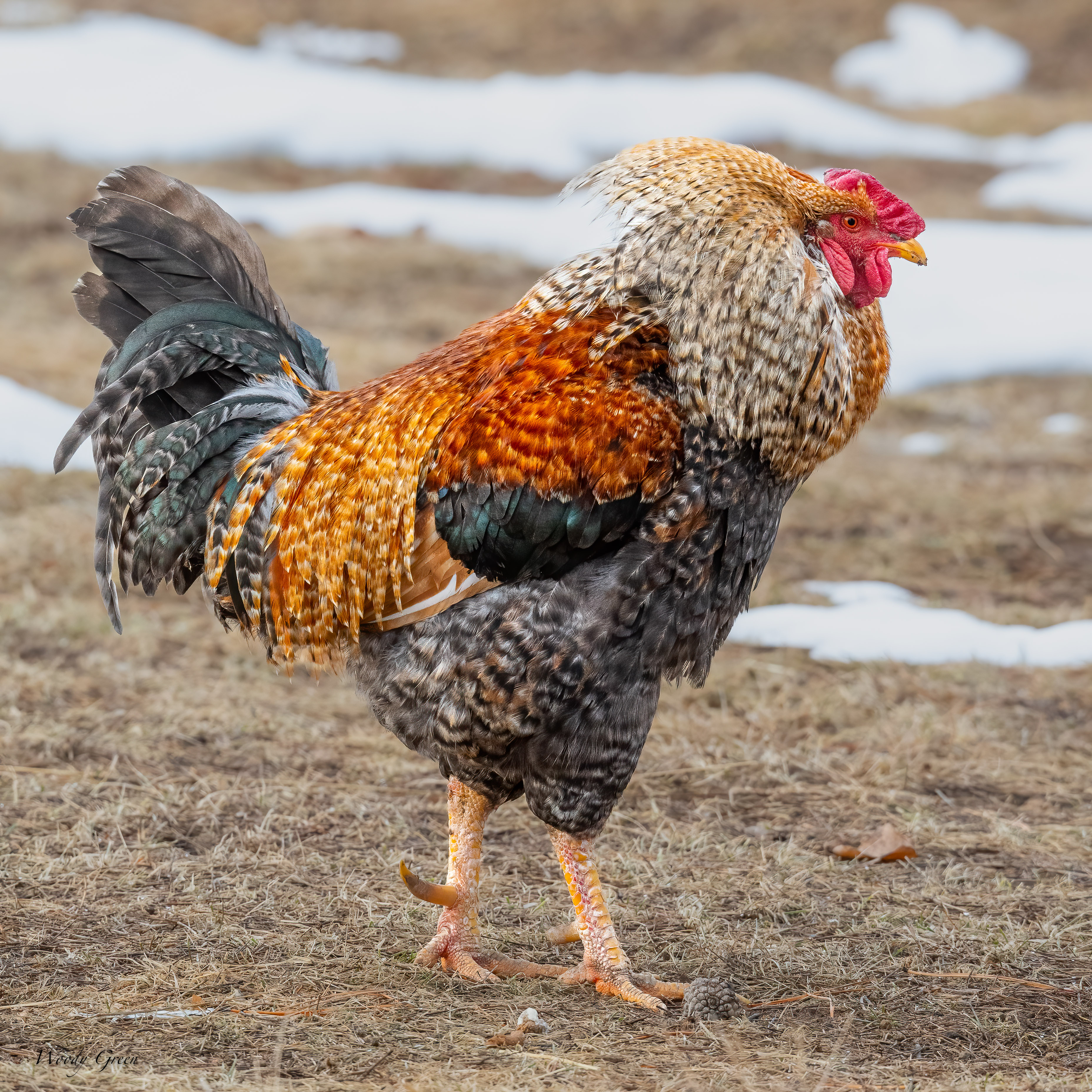 Chicken-555.jpg