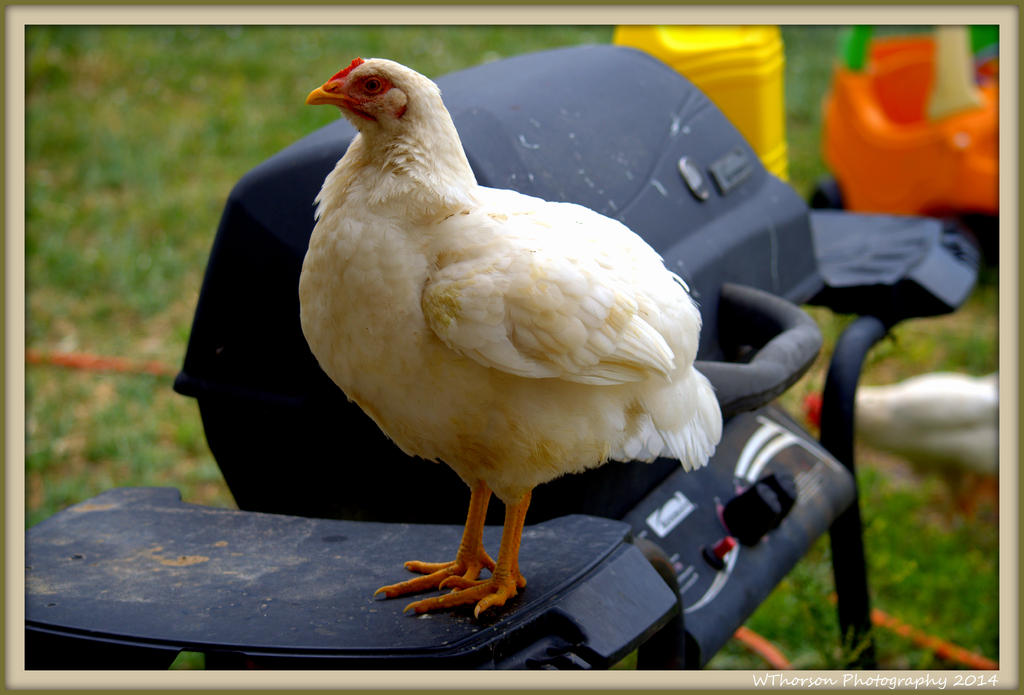 Chicken on the Bar-B-Q.jpg