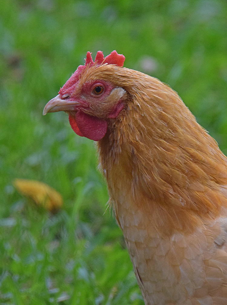 Chicken2.jpg