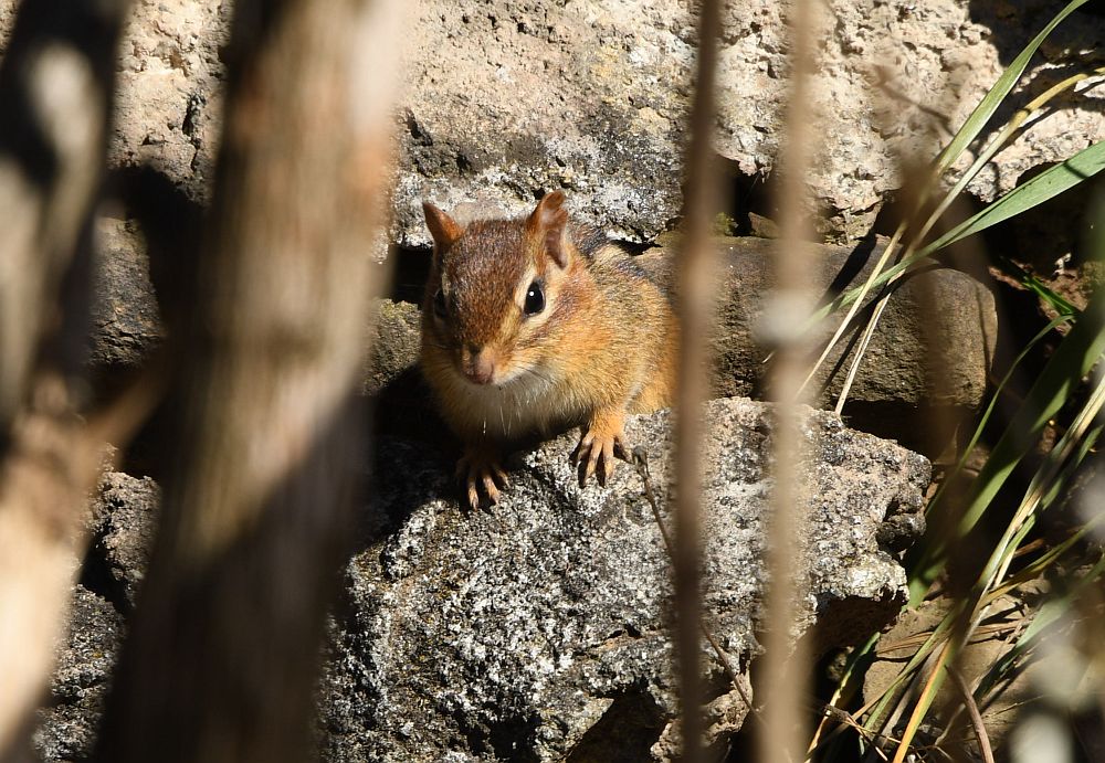chipmunk 1 - 1000.jpg