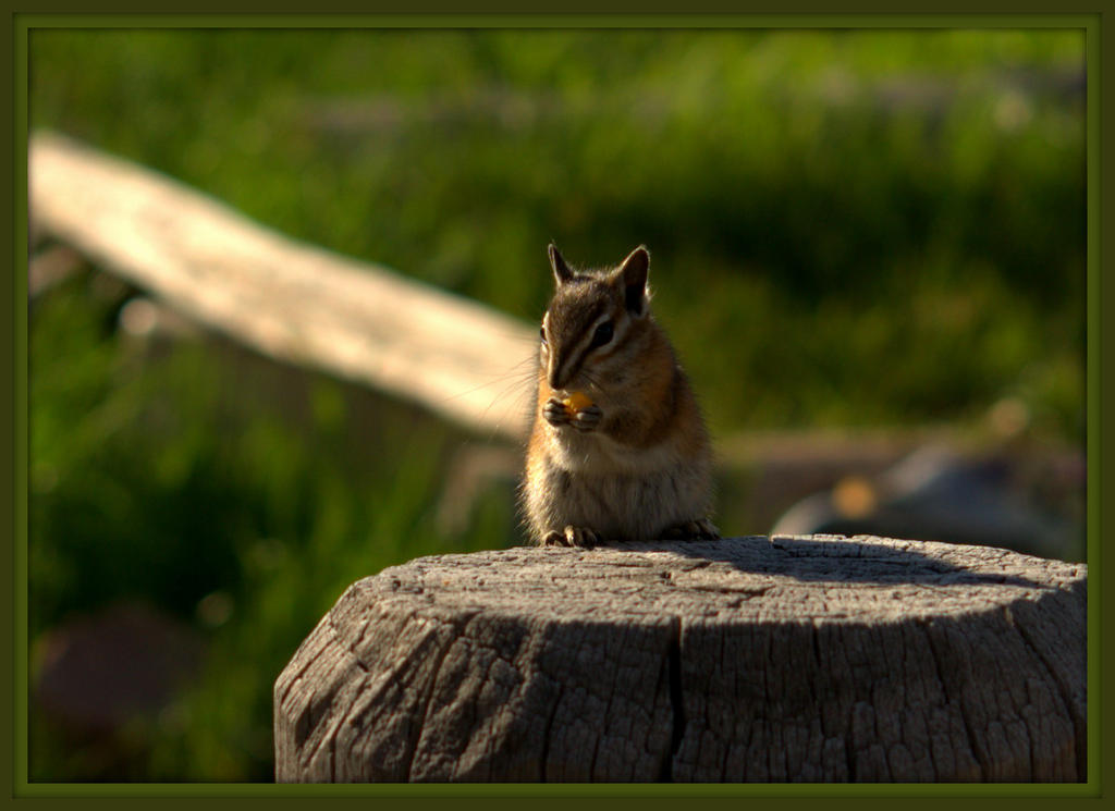 Chipmunk Eating.jpg