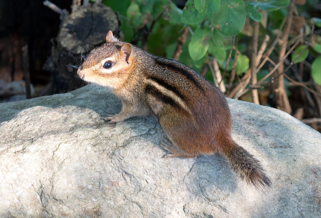 ChipmunkCropped.jpg