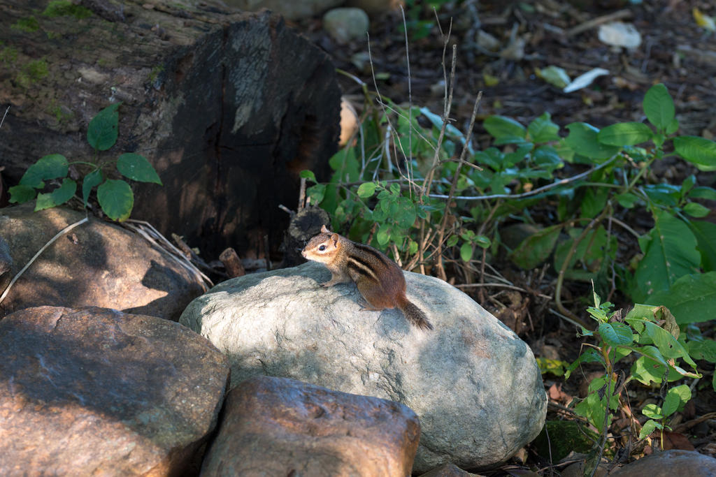 ChipmunkFull.jpg