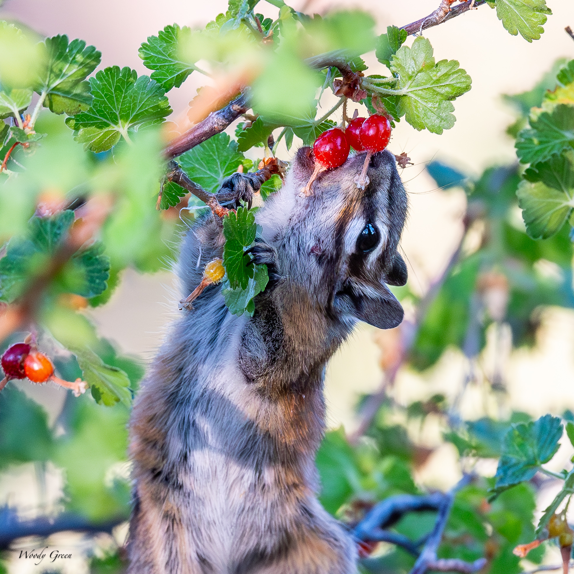 ChipperBerries-73.jpg