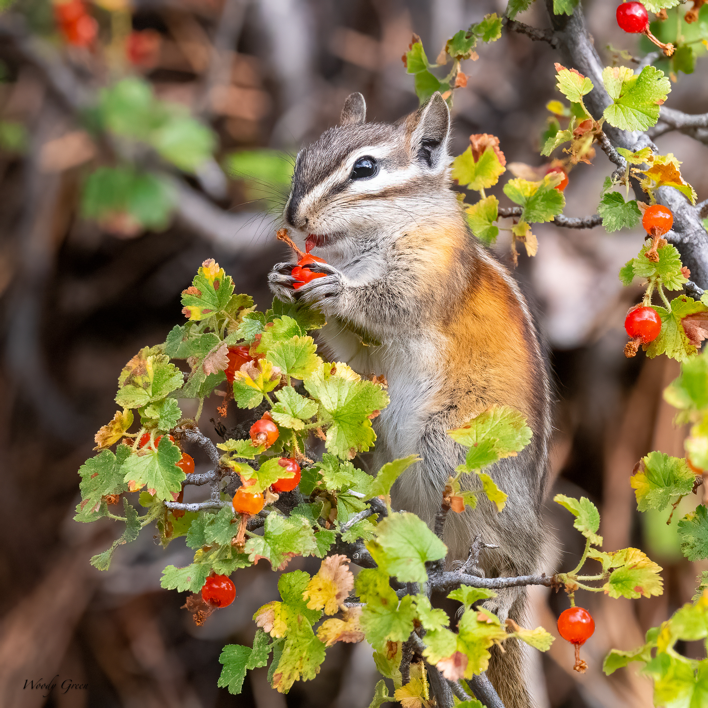 ChipperBerry-15.jpg