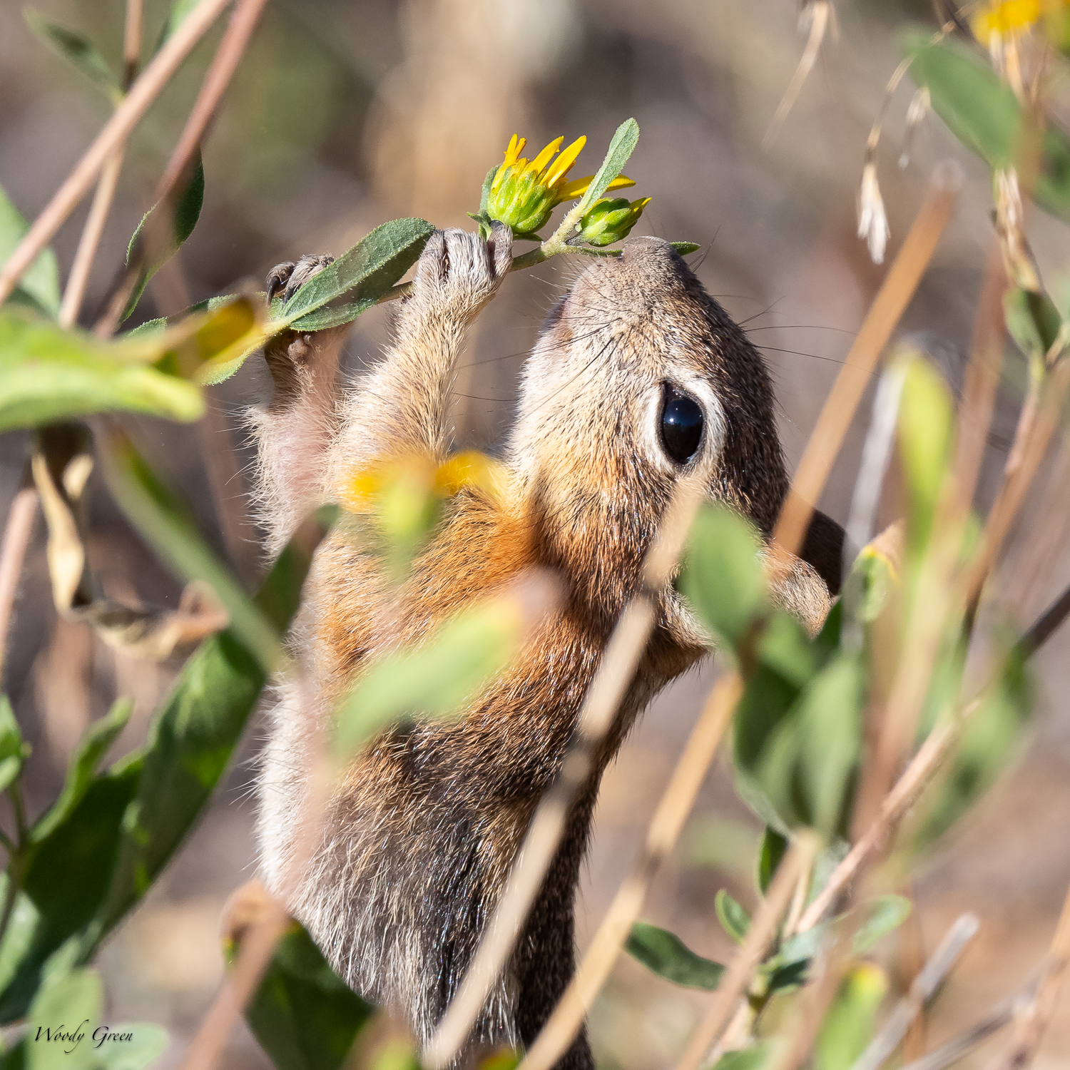 ChipperFlower-272.jpg