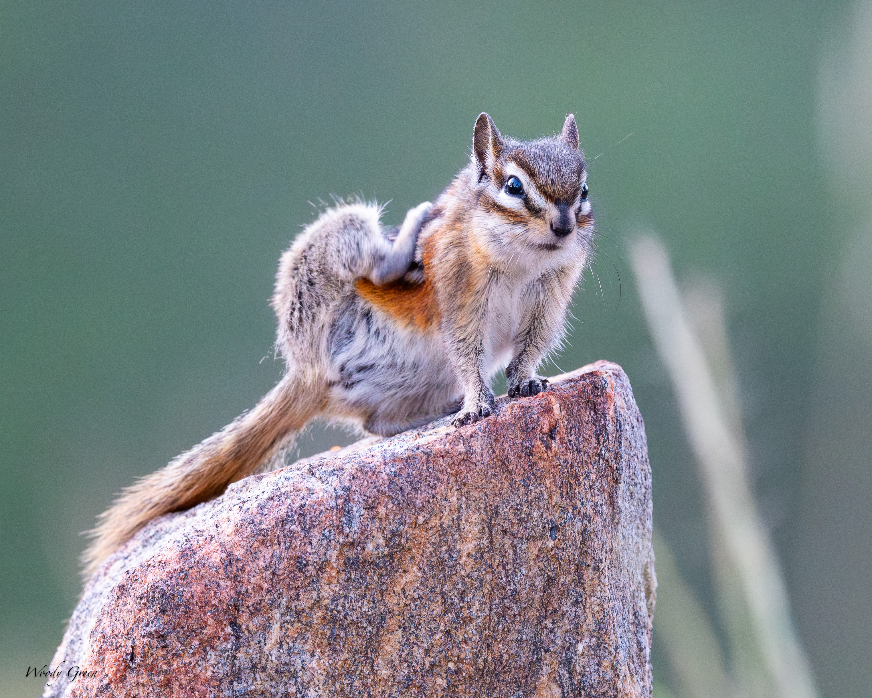 ChipperScratching-83.jpg