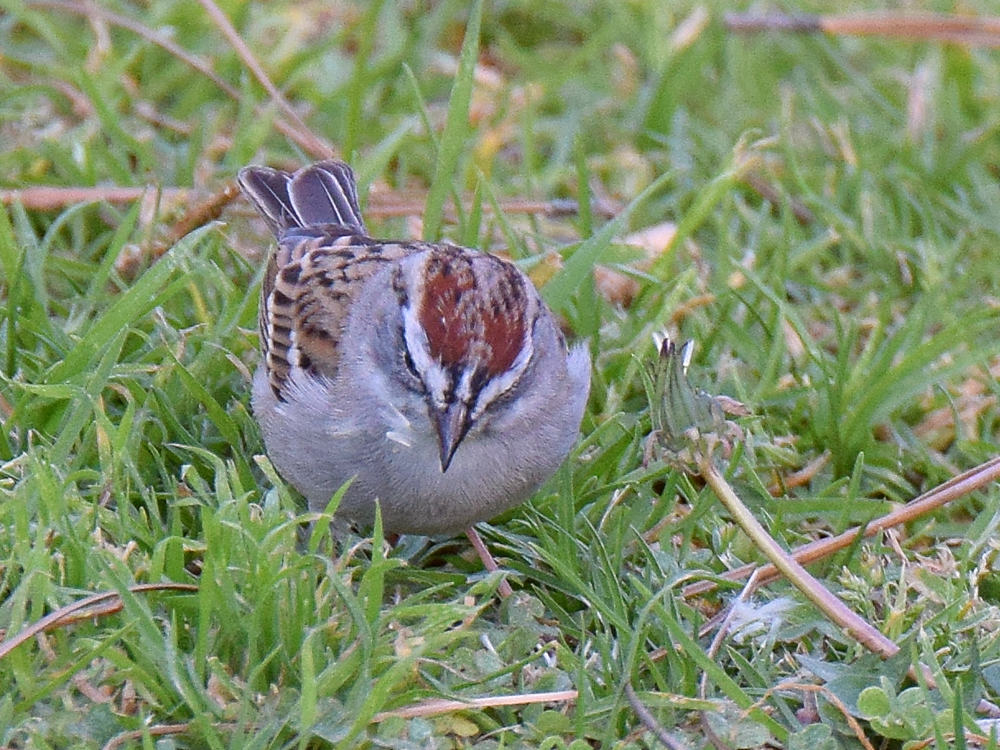 ChippingSparrow.jpg