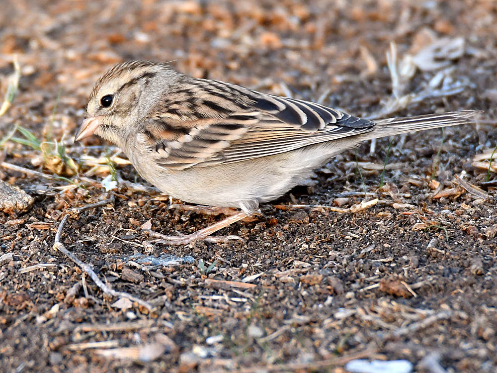 ChippingSparrow.jpg