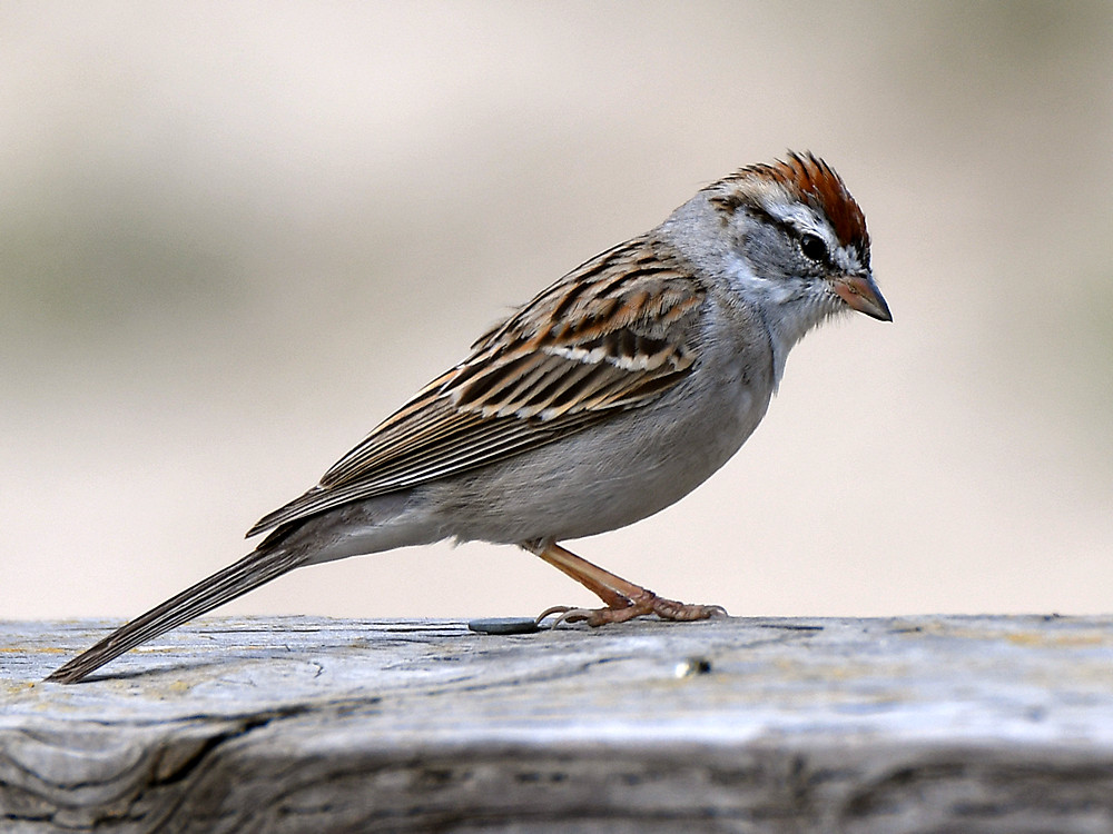 ChippingSparrow.jpg