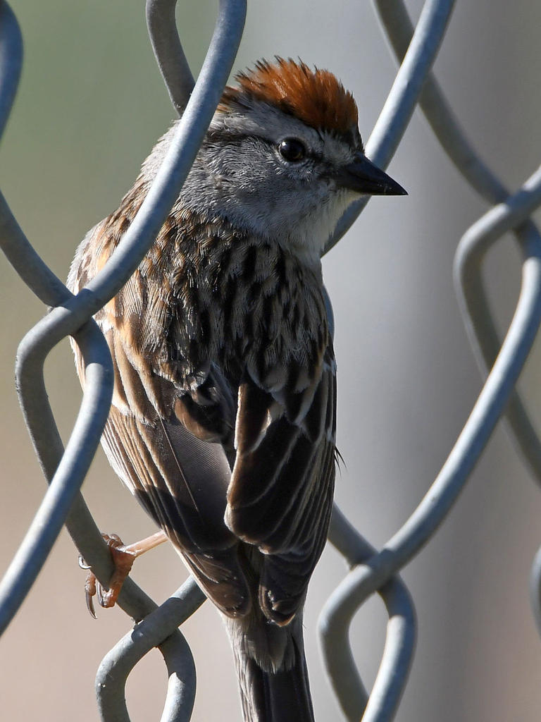 ChippingSparrow.jpg