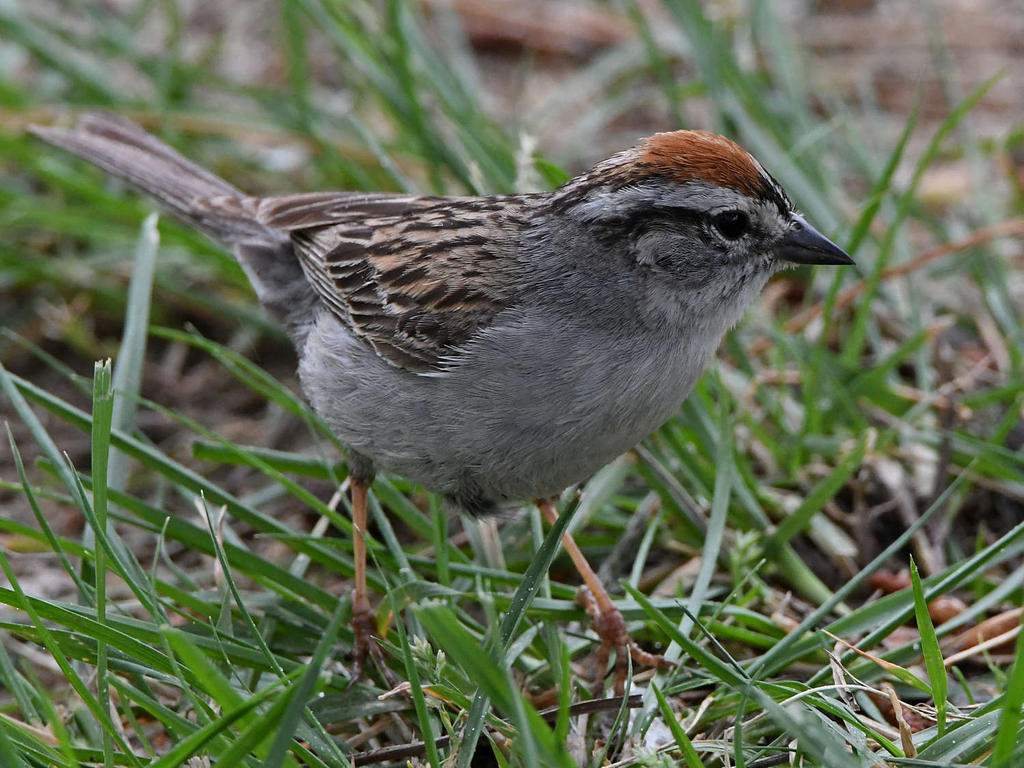ChippingSparrow.jpg