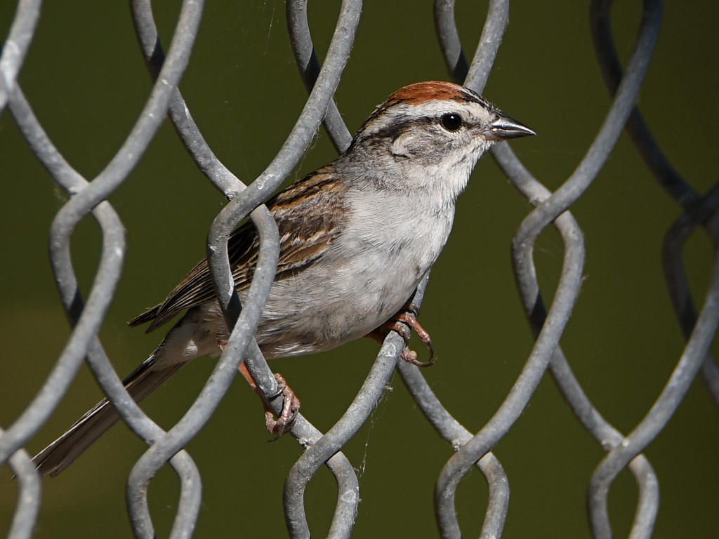 ChippingSparrow.jpg