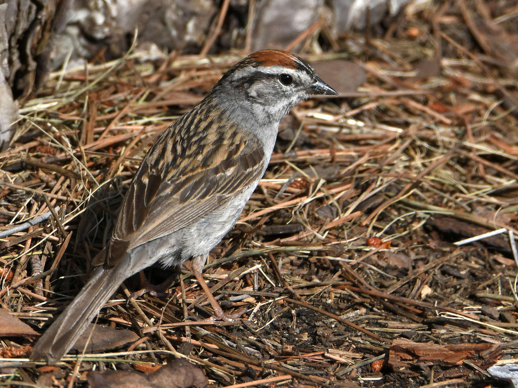 ChippingSparrow.jpg
