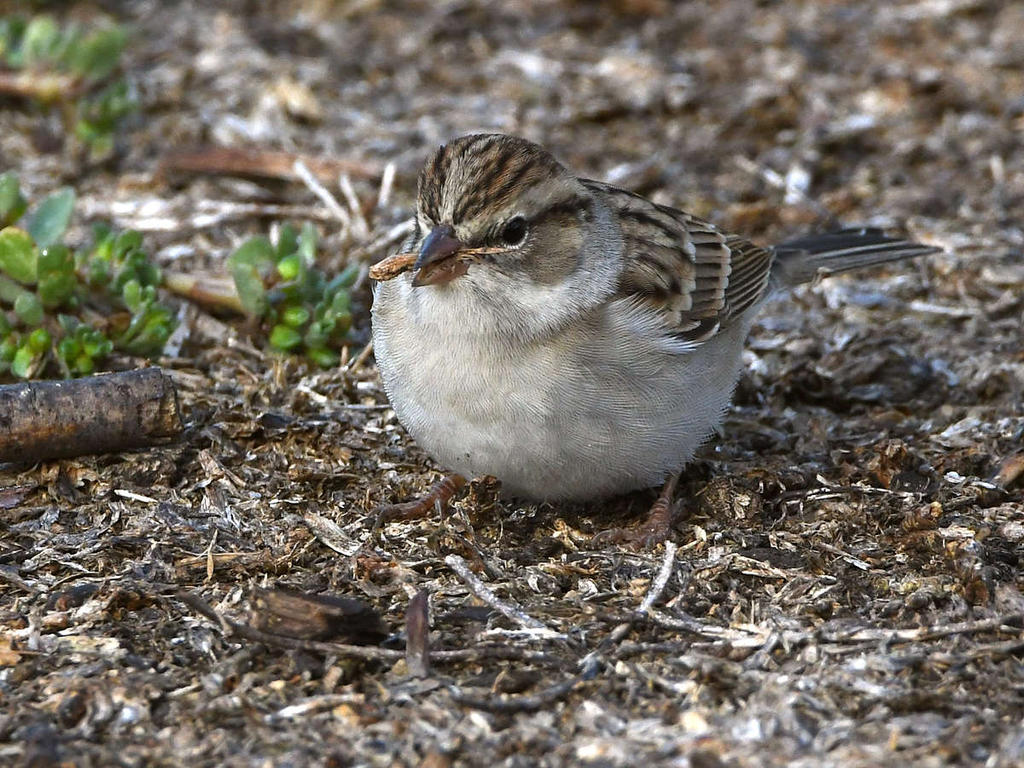 ChippingSparrow.jpg