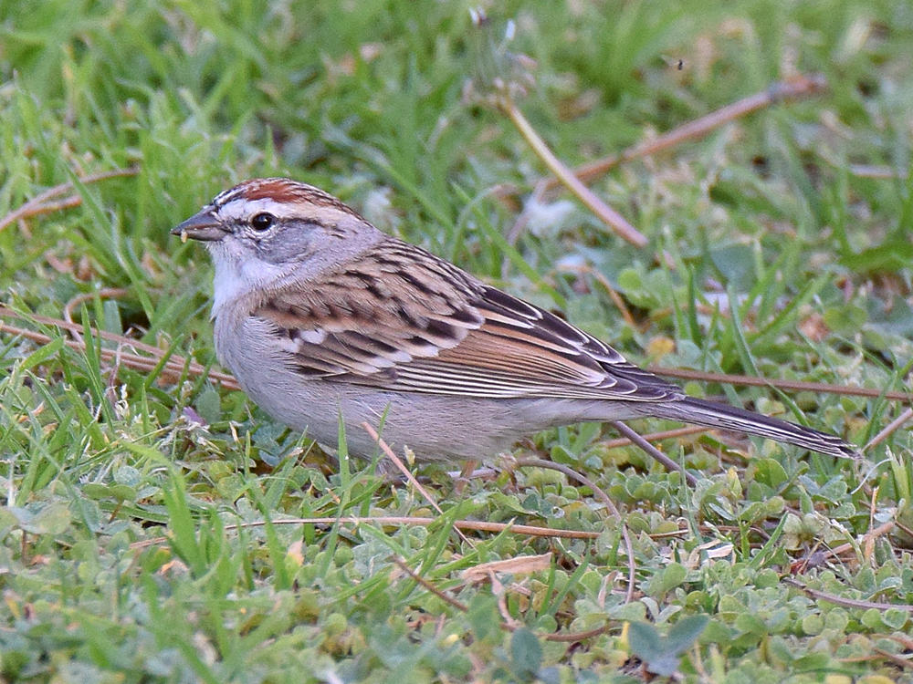 ChippingSparrow2.jpg