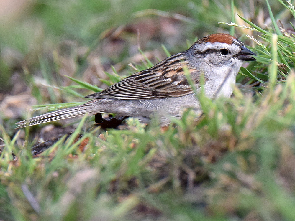 ChippingSparrow2.jpg