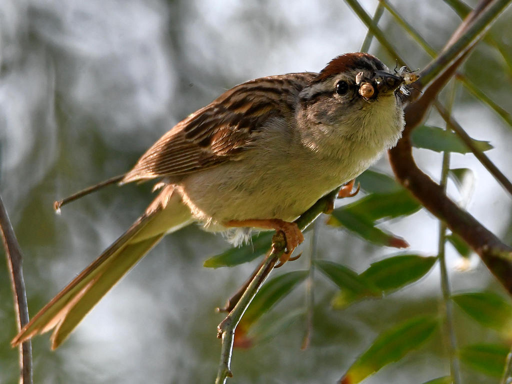 ChippingSparrow2.jpg
