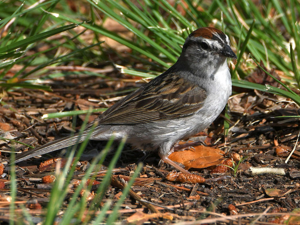 ChippingSparrow2.jpg