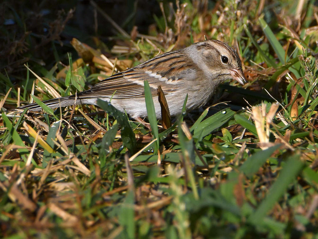 ChippingSparrow2.jpg