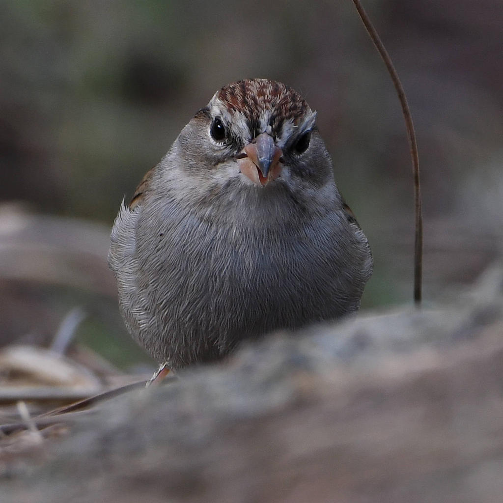 ChippingSparrow2.jpg