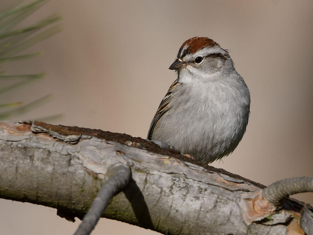 ChippingSparrow2.jpg