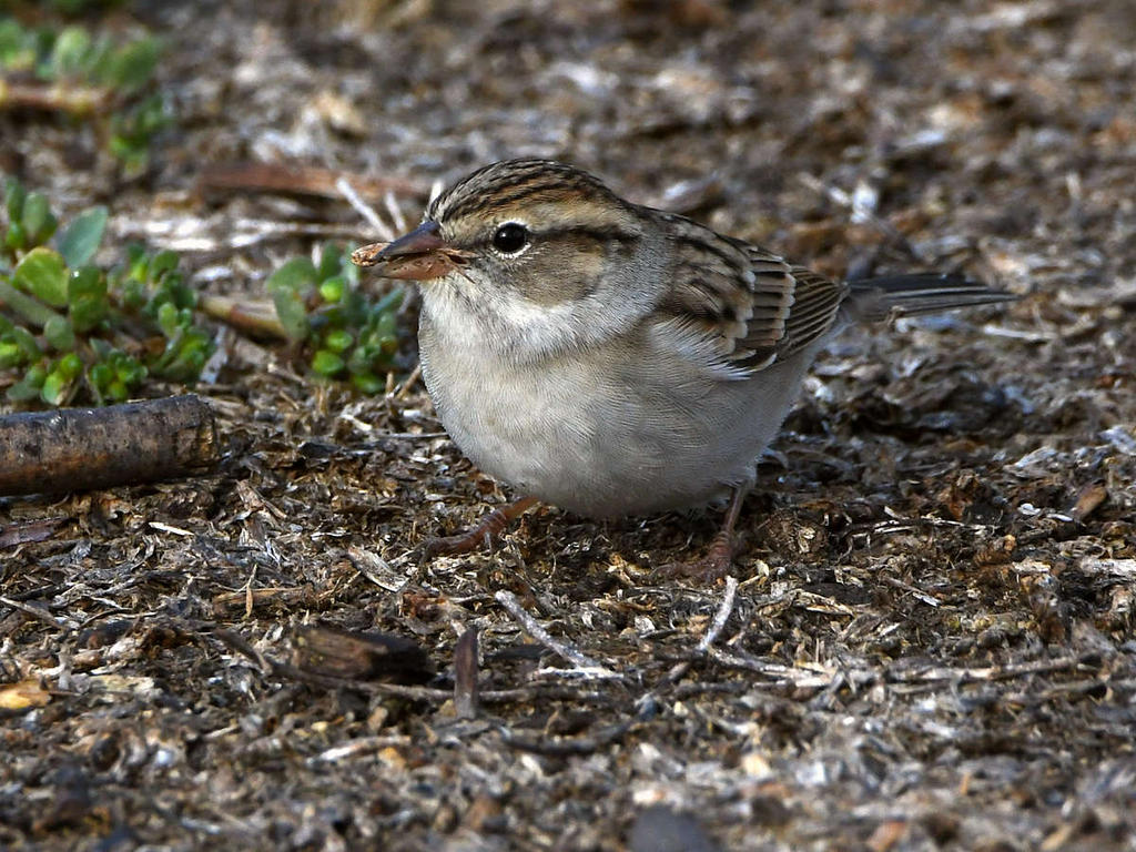 ChippingSparrow2.jpg