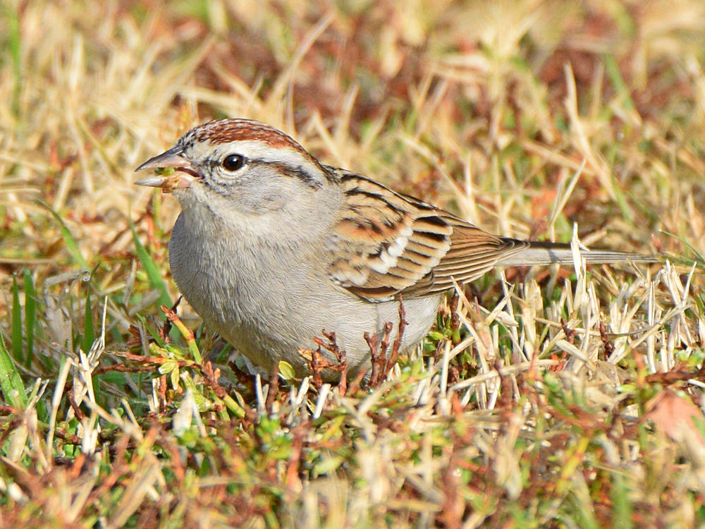 ChippingSparrow3.jpg
