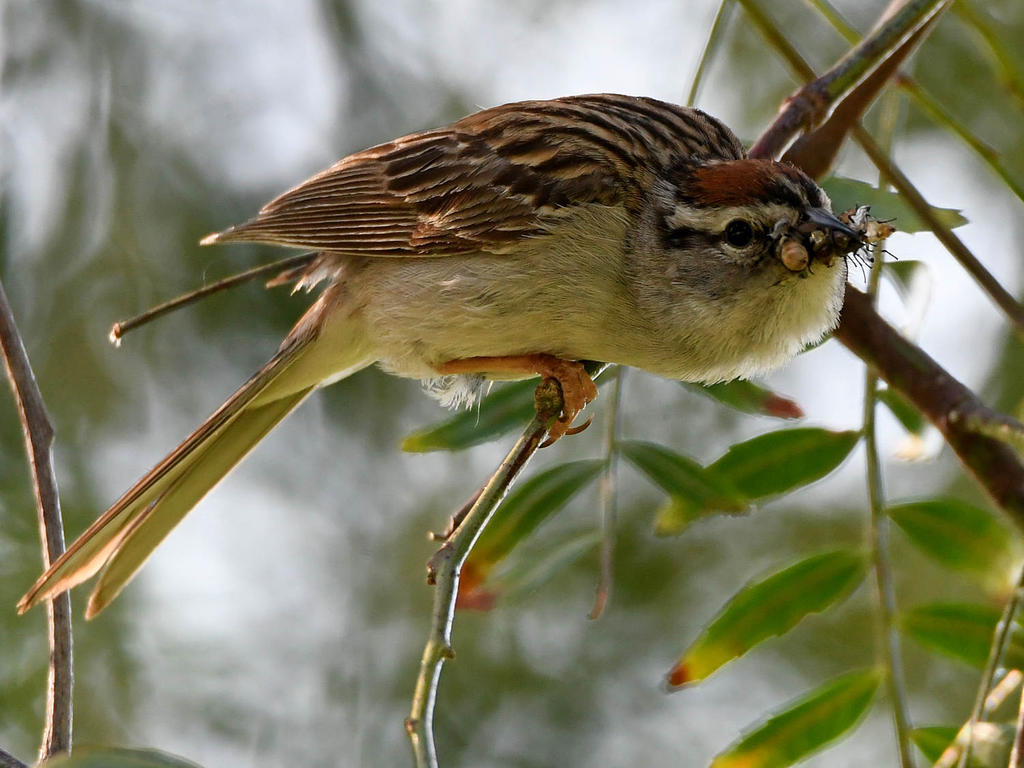 ChippingSparrow3.jpg