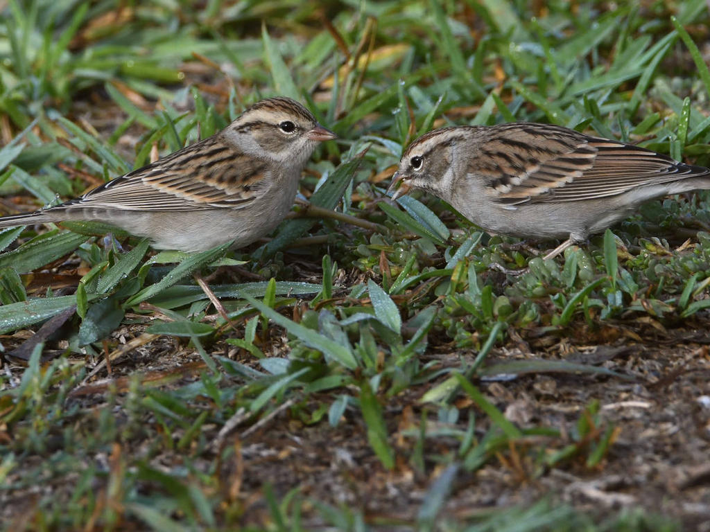 ChippingSparrow3.jpg