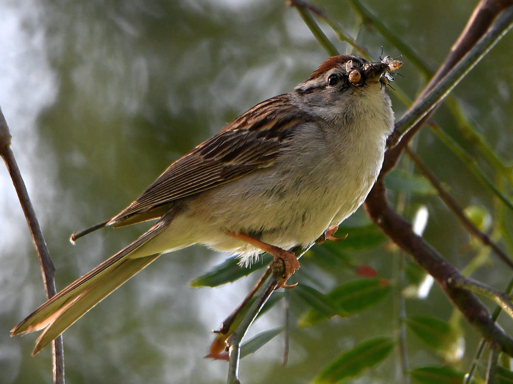 ChippingSparrow4.jpg
