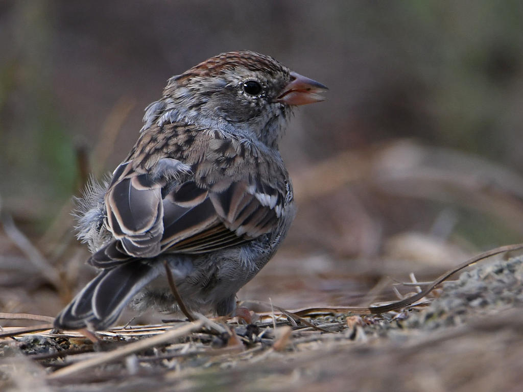 ChippingSparrow4.jpg