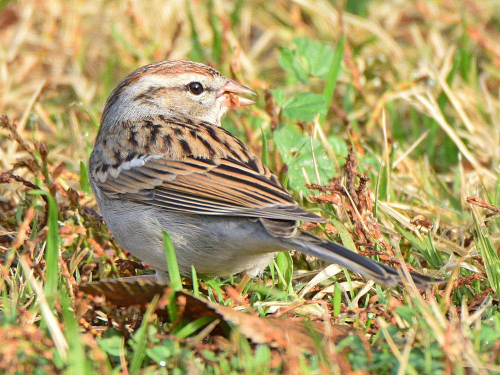 ChippingSparrow5.jpg
