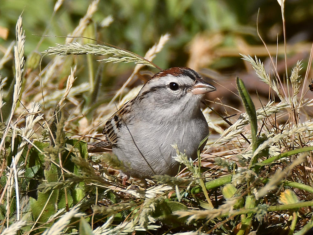 ChippingSparrow5.jpg
