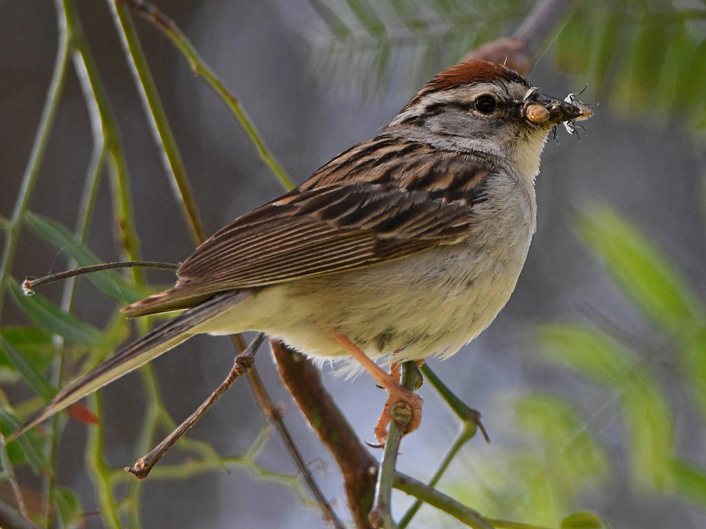 ChippingSparrow5.jpg