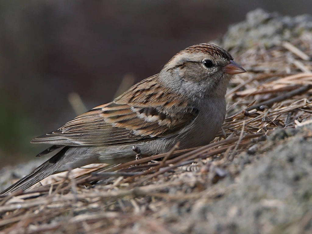 ChippingSparrow5.jpg