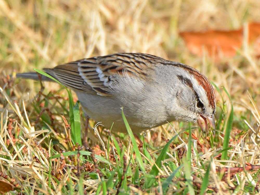 ChippingSparrow6.jpg