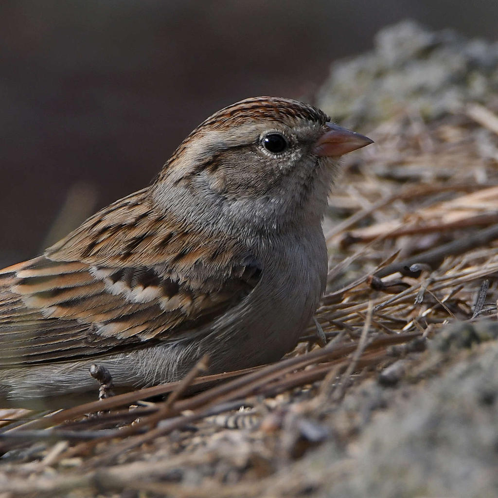 ChippingSparrow6.jpg
