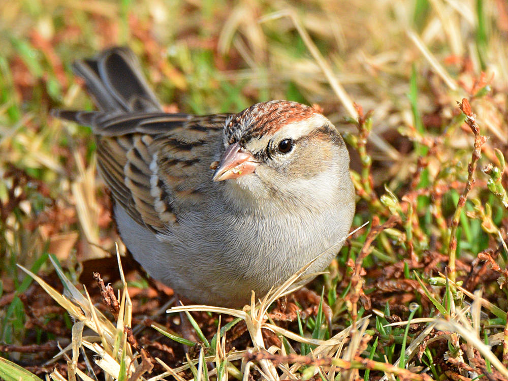ChippingSparrow9.jpg
