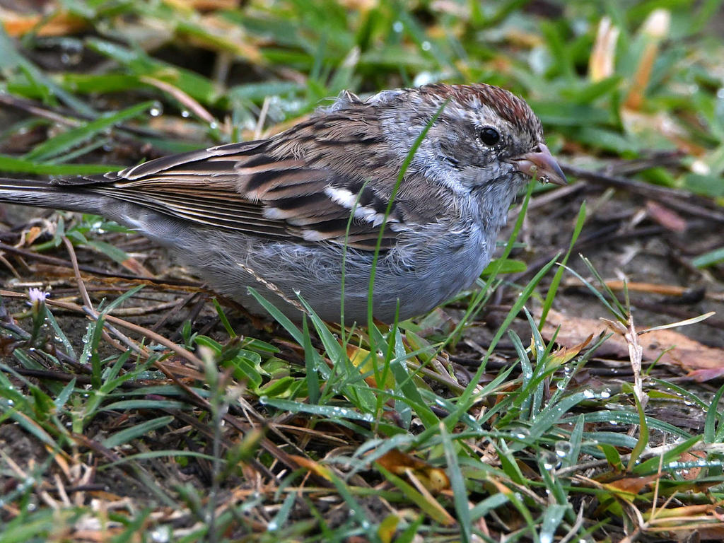 ChippingWarbler.jpg