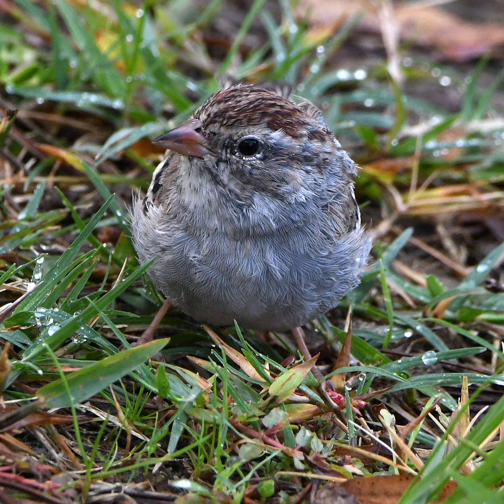 ChippingWarbler3.jpg