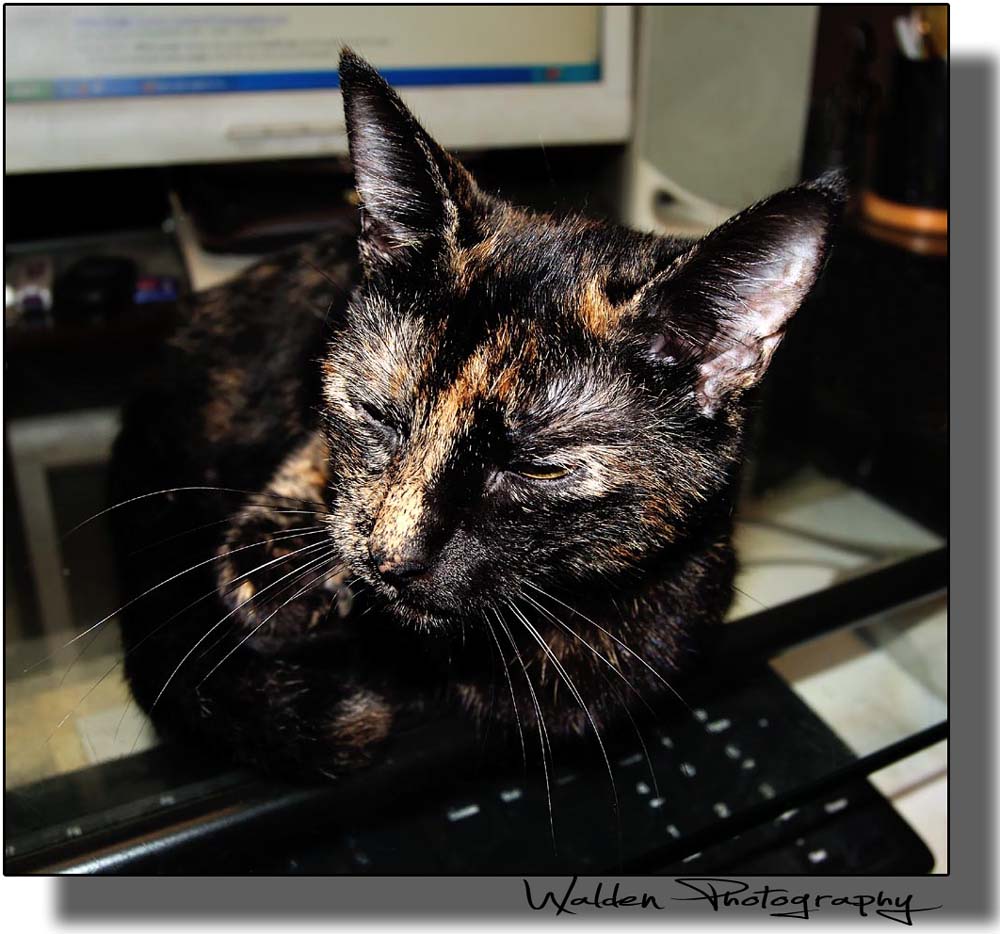 Chitlin_at_computer.jpg