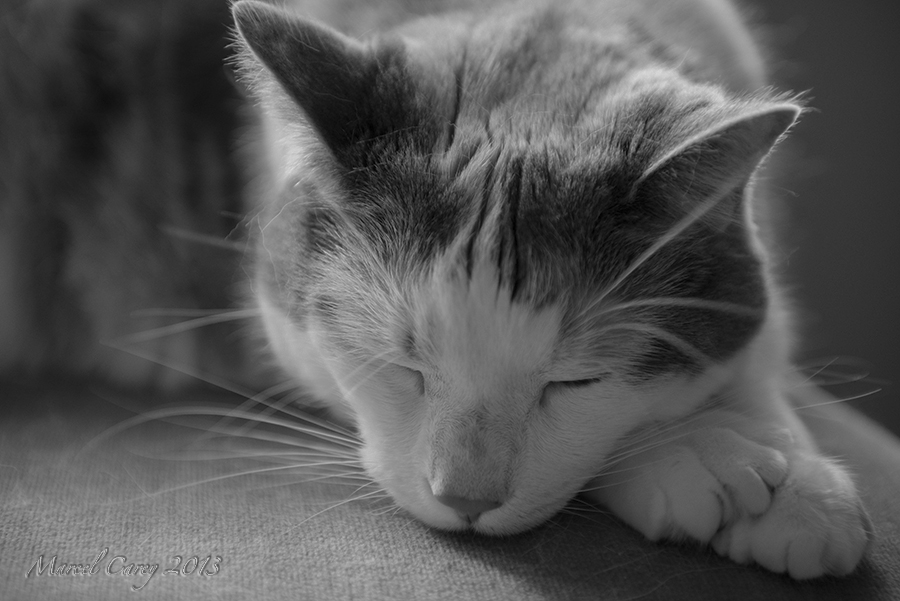 ChouchouneB&W.jpg