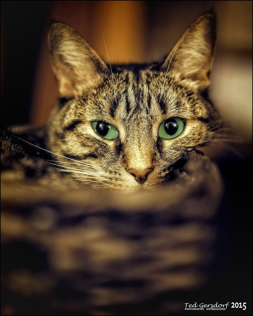 Christmas Cat    2015.jpg
