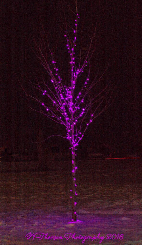 Christmas Lights #5 12-3-2016.jpg