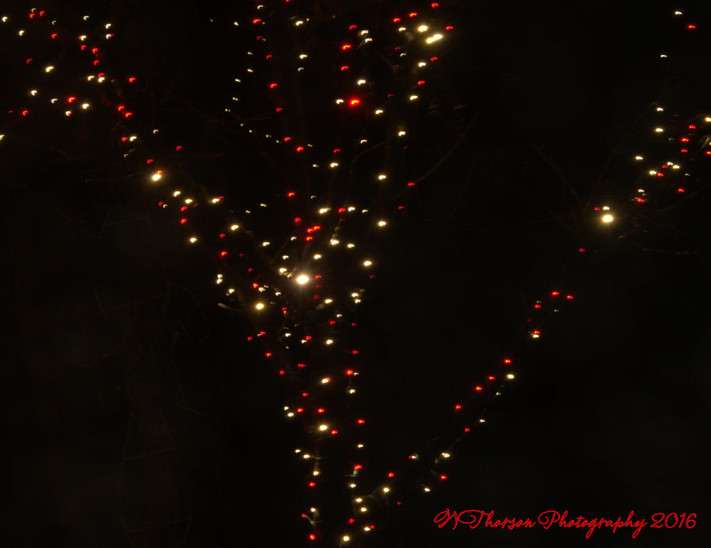 Christmas Lights in the Rain #3 12-10-2016.jpg