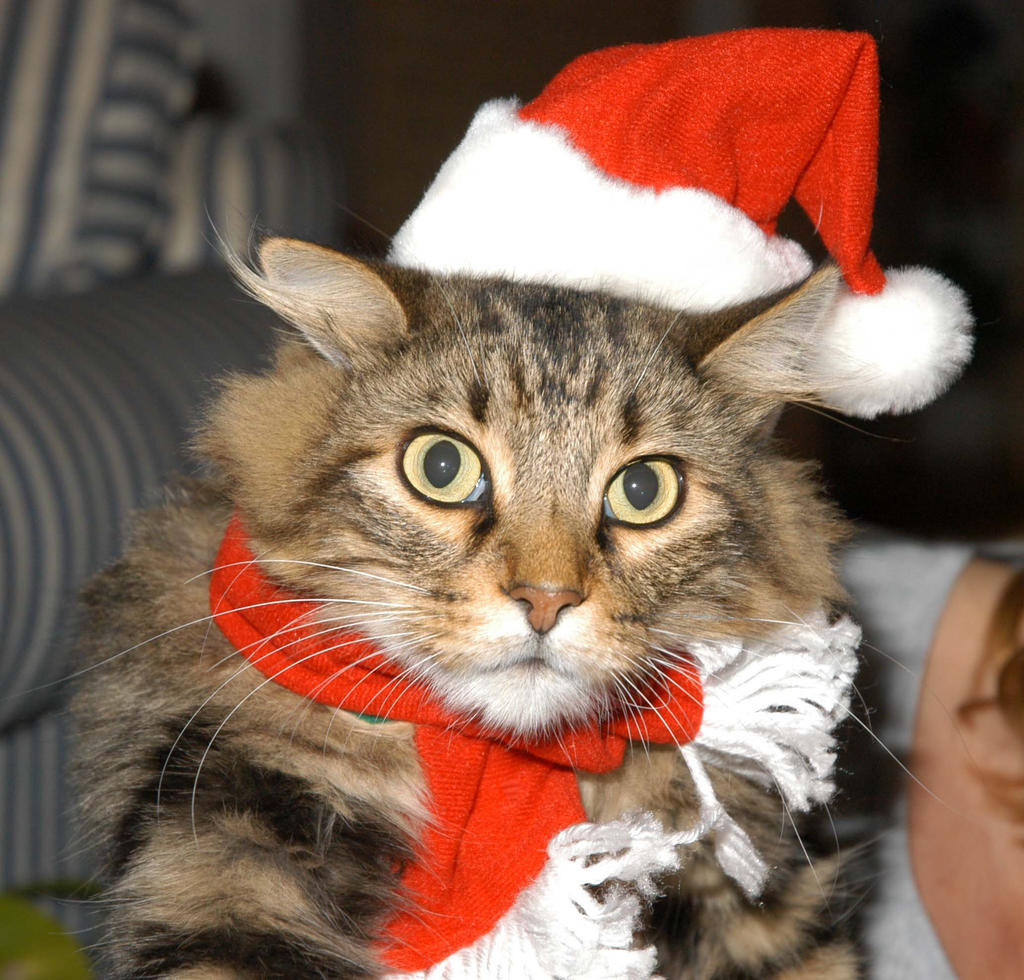 christmaswoody1.jpg